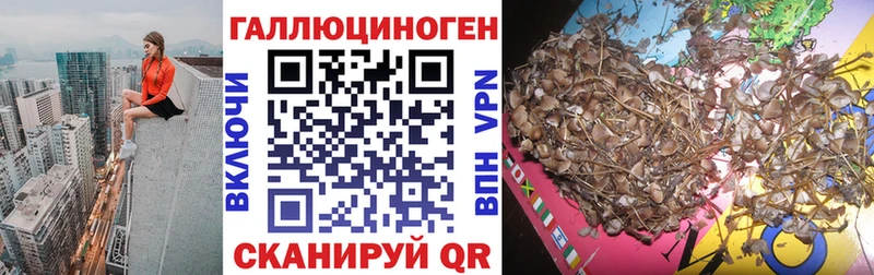 Купить  Донской  Галлюциногенные грибы Psilocybine cubensis 